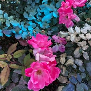 Meet your Posher, Whitney